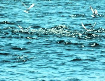 Find the birds and you will find the fish. These terns were working over tuna. 