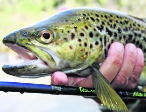 One of many larger brown trout the author landed last season. This fish is typical of quality fish you can expect this season.