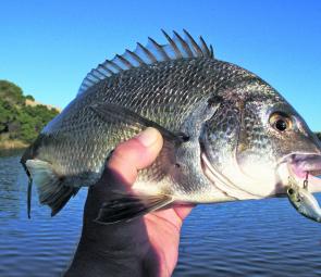 Finally some decent bream are responding to baits and lures. This one was taken from the Hopkins River.