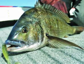 The Scamander River is the place to be in November for some fantastic bream action.