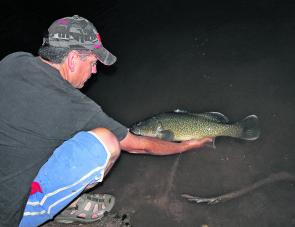 Paul Love releases a beautiful 68cm Murray cod that was caught on a small black Jitterbug surface lure right on sunset by his daughter Brittany. 