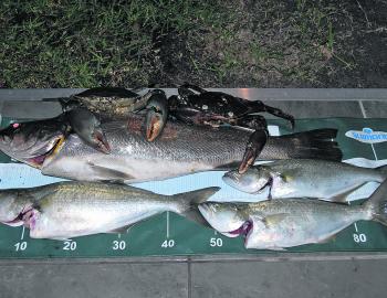 The cooler months can still produce a few decent, full muddies, such as these two that became part of this Brisbane River mixed bag last June along with mulloway and tailor.
