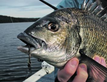 Blades have been around a long time now. They still work on finicky deep water black bream.