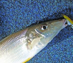 Whiting are the flavour of the month, and what a flavour! Although live worms and surface lures are the most popular ways of catching them, they won’t say no to a blade. 