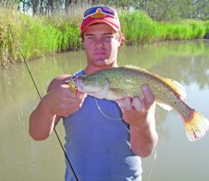 Sean Gledhill caught this Murray cod in the Broken River on a spinnerbait.