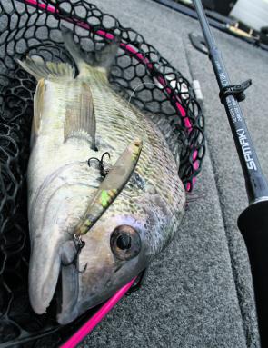 This bream had no trouble taking a battle-scarred Bassday Sugapen. 