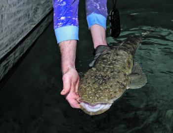 Large female flathead like this 90cm specimen are too valuable to the fishery to be killed.