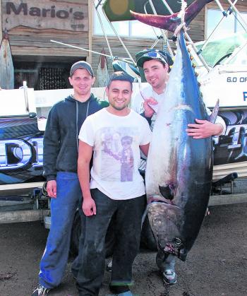 A detour to Mario’s Fresh Bait for a weigh in saw this ripper come in at 112kg.