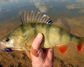Redfin have been biting well in the Kerang Lakes. This one was taken on a Koolabung prawn blade.