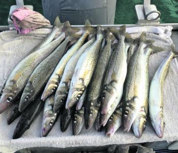A healthy swag of King George whiting taken by Paul Cooney while the fishing the shallow weed beds off Sorrento.