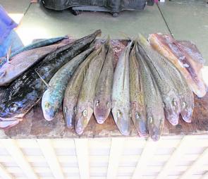 Quality fish such as the ones in this mixed bag are being caught by boaters at Port Albert inside the entrance. 
