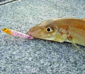 Whiting have a lot of enemies – everything in the water and on land knows how tasty they are. 