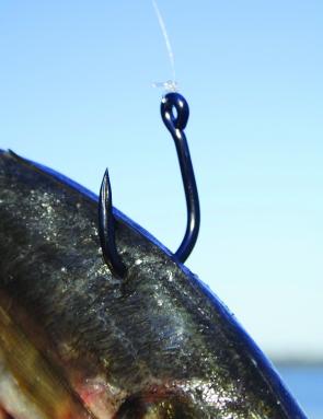 Fishing Monthly Magazines : Basic livebaiting – simple steps for rigging  your live bait.