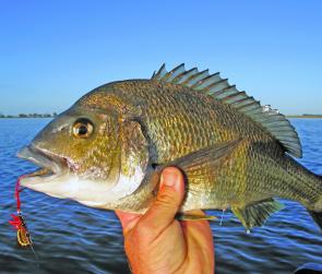 Blades are deadly and fool big bream.