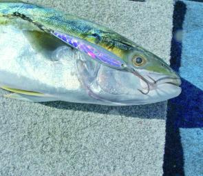 This month kingfish should be about in good numbers on lures and live or fresh bait.