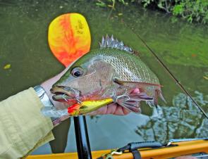 Mangrove jack are a perfect target for kayak anglers