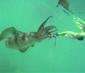 Squid are a great target species that not only taste great but are superb bait as well. 