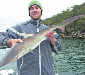 Sharks like this whaler can be pests at times but they put up a scrap on light line, as Clint Thorpe found out.