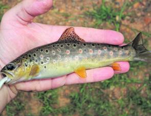A magnificently coloured brown trout caught in the headwaters of a tributary of the Kiewa River on a white 40mm Metalhead soft plastic recently. Could there be a prettier fish? 