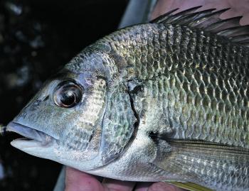 Bream are in abundant supply, and February is a prime month for lure casting or bait fishing.