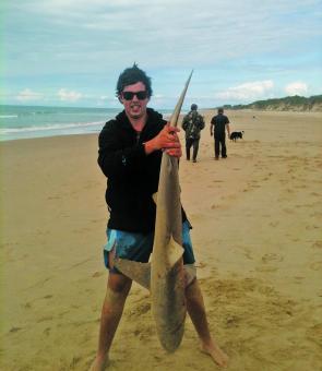 David Tangi caught this big bronze whaler off Ninety Mile Beach by paddling out large baits off the surf. This shark measured about 2.4m in length.