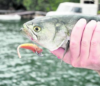 Tailor can make a mess of those soft plastics, so you may like to try using small metal lures.