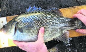Australian bass are in great condition in the higher reaches of the river.