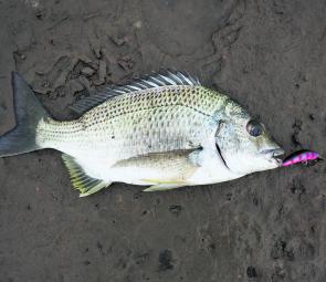 Small hardbodies fished on ultra-light gear are perfect for big bream.