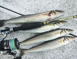 While there are a lot of whiting about, many are of excellent size.