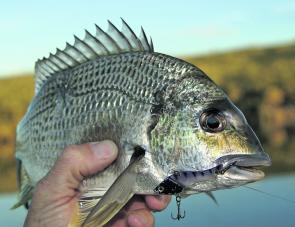 A late run of bream has kept the locals happy. Most of the action is at the Wire Fence, White Rock and Kemps Corner.