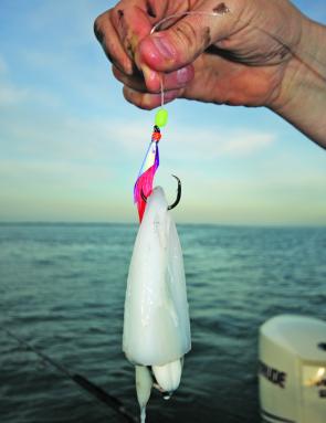 Good Quality baits like this fresh calamari hood are number one when it comes to big reds.