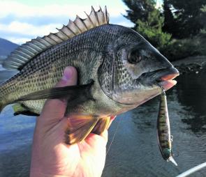 This 30cm bream took a Cultiva Minnow 55 on a long 15 second pause in the shallows.