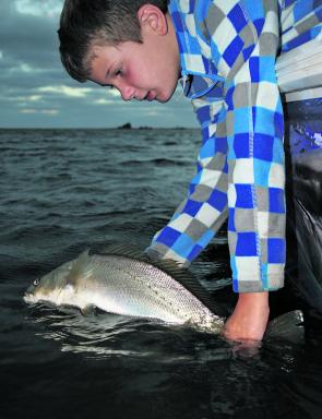 Carefully release all mulloway under 60cm.