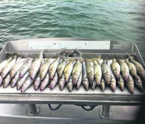 Big bags of winter whiting are pretty easy to catch out in the bight.
