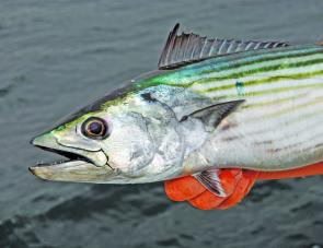 Bonito are very popular targets around the local rocks, especially through the Autumn.