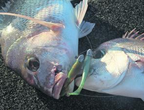 Double trouble on soft plastics. These snapper were caught on 3” Minnowz and TT HeadlockZ HD jigheads.