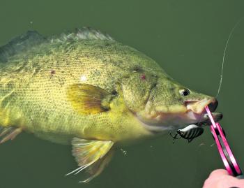 Quality golden perch are being caught in the Bendigo region.