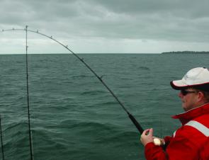 Hooked up to a livebait eating kingfish in Beaumaris Bay – great sport on the right gear.