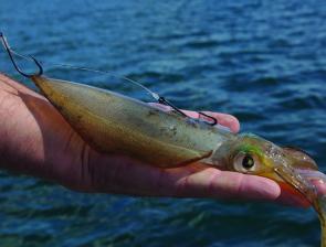 It’s hard to beat live squid for kingfish bait, either slow trolled or suspended under a float.