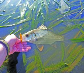 Estuary perch have settled in the upper tidal limits and are responding well to lightly weighted soft plastics on the rock walls and weed beds.