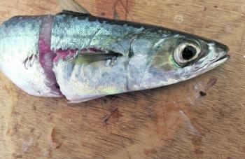 A perfect example of how frustrating mackerel fishing can be on occasions. This bait had three hooks in it.