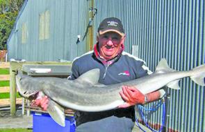 This gummy shark weighed 25kg and was caught in the Franklin Cannel by local fisher Graham Godding.