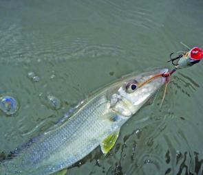 Whiting are sucking down surface poppers fished in or near the dirty water.