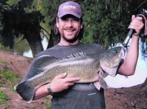 Murray cod quieten down during Winter but if you put in the hours with spinnerbaits and deep divers you can still find good fish.