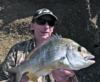 The author with a solid bream that fell to a crab bait. Rock fishing with crabs or other baits can be difficult this month, but a good class of bream is likely.