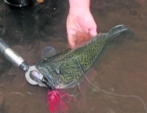 A typically dark coloured Kiewa River Murray cod caught last season.