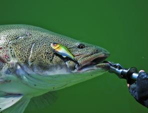 The Jackall Doozer is a must have lure. Worked slow this lure is a prolific fish catcher in lakes.