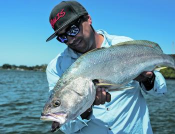 Mulloway are always beautiful when they come out of the water.