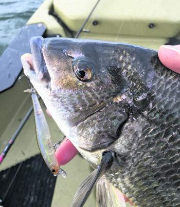 It’s a lot of fun chasing bream from a kayak. A Duo jerkbait was the undoing of this fish.