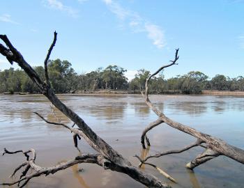 The high flows in the Murray river has lead to some great golden perch fishing. 